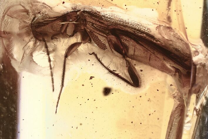 Detailed Fossil Click Beetle (Elateridae) in Baltic Amber #315290
